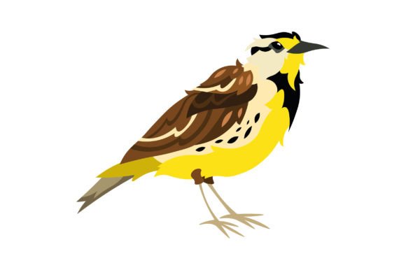 Nebraska State Bird - Western Meadowlark